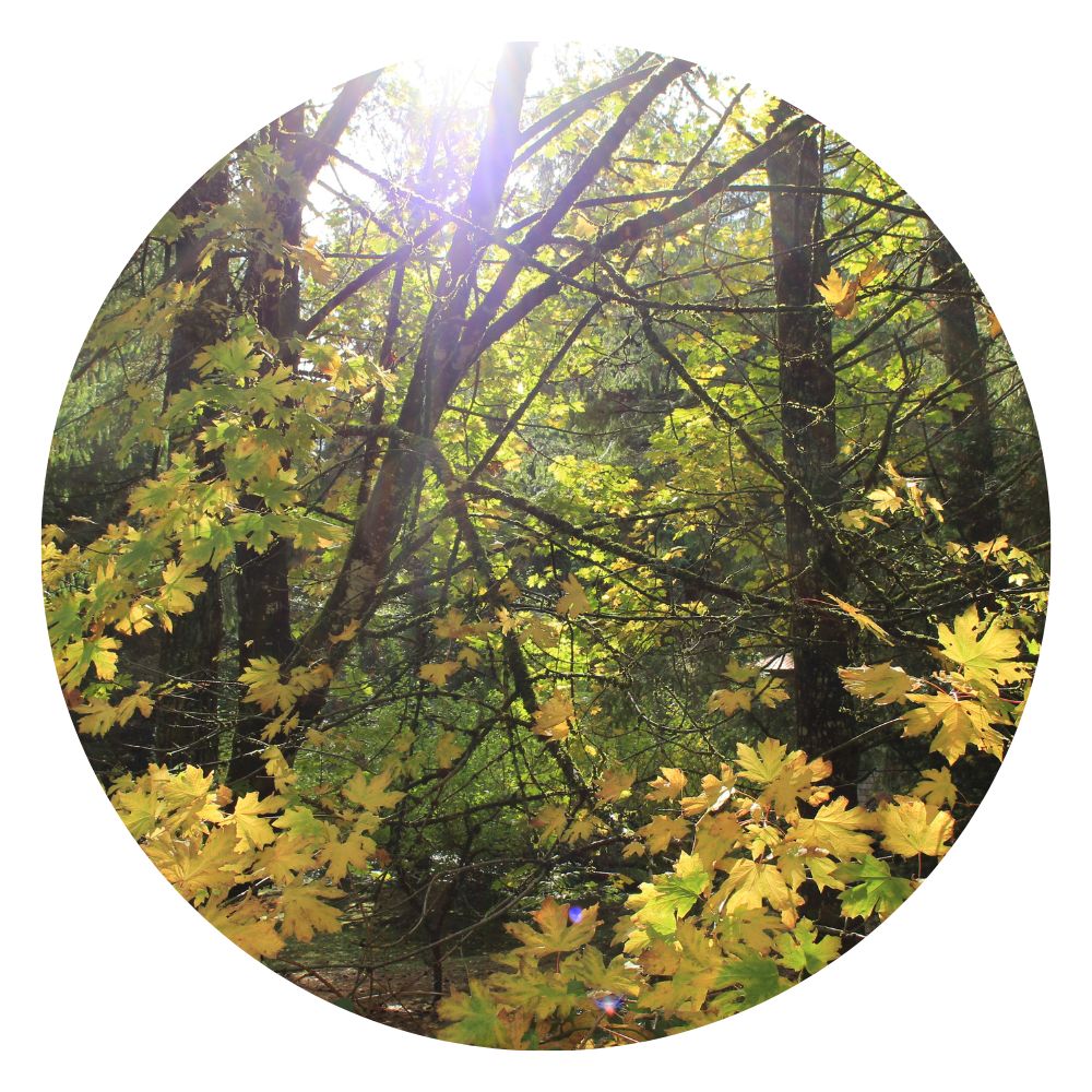 Salt Spring Island Forest